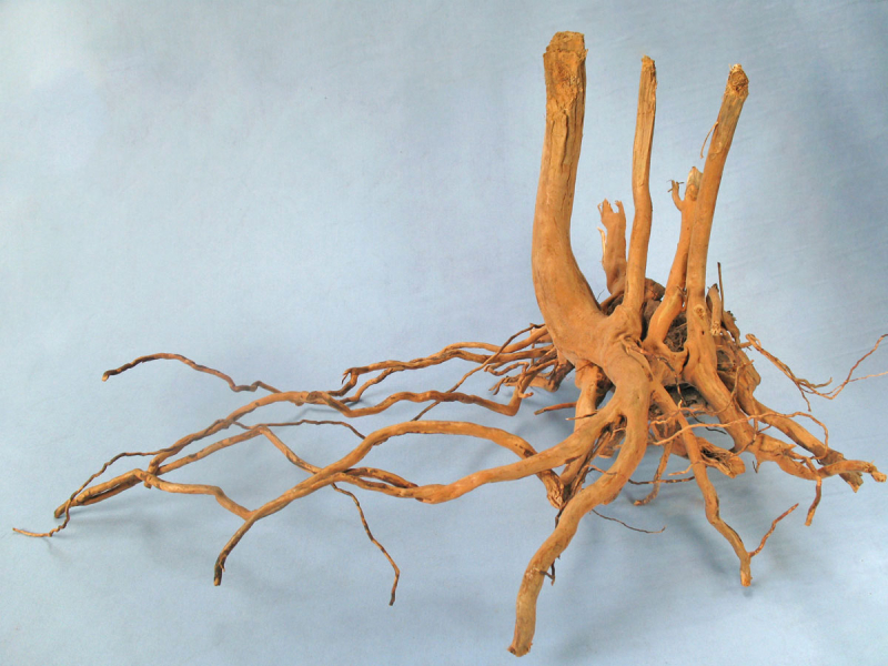 Preview: Finger-Wurzel für Aquarien und Teiche 4